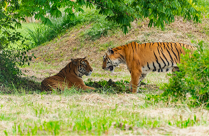 High Tiger Population